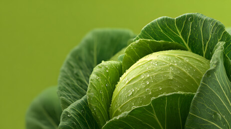 带水珠的绿甘蓝图