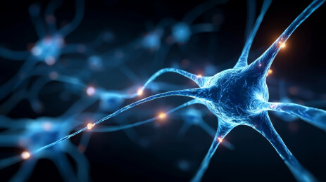 大脑神经网络的数字世界