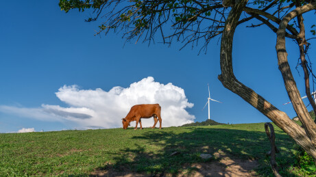 草原牧场畜牧养殖肉牛吃草