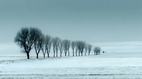 冬日雪地树行