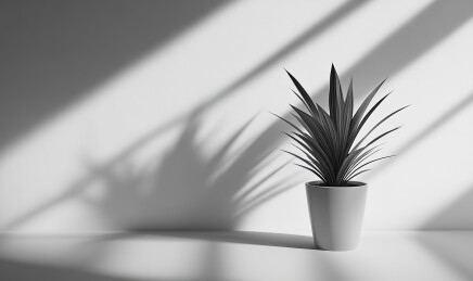 植物盆摘