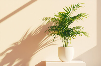植物盆摘