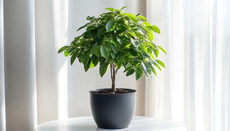 植物盆摘