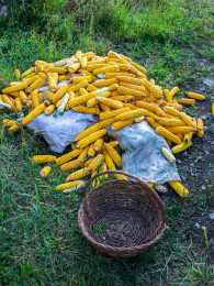 一堆玉米和编筐