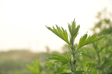 清晨阳光中艾草肆意生长，叶片上挂着露珠