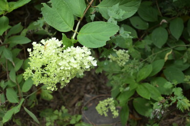 夏日枝头白绿色小花