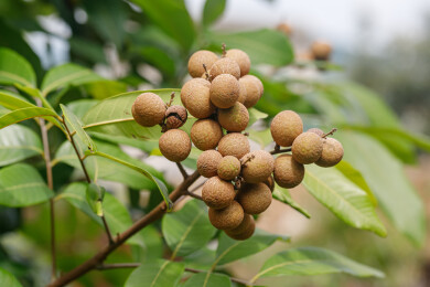 树上成熟的龙眼