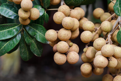 果园树上的龙眼