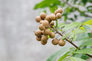 树上成熟的龙眼