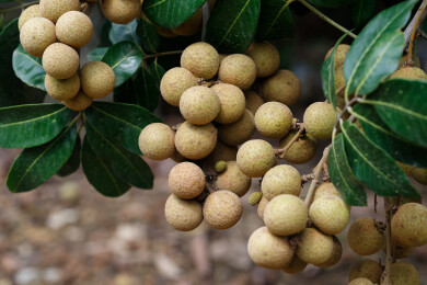 果园树上的龙眼