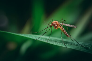 绿叶上停歇的蚊子特写图