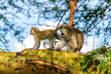 非洲肯尼亚纳库鲁湖国家公园的绿猴