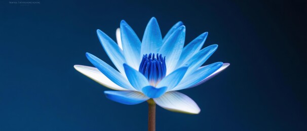 蓝莲冷调艺术展示场景