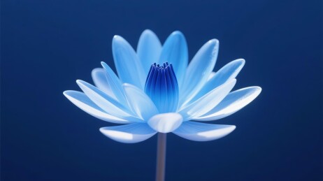 蓝莲冷调艺术展示场景