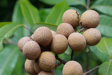 果园树上的龙眼