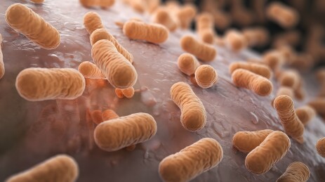 显微镜下的细菌