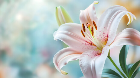 一朵盛开的粉色百合花特写