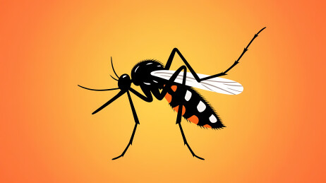 黑色蚊子红白斑橙色背景