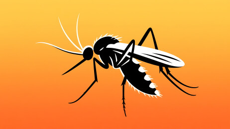 黑白蚊子橙黄渐变背景