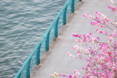 广西柳州柳江江滨盛开的紫荆花