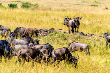 非洲肯尼亚马赛马拉草原角马迁徙的壮丽景象