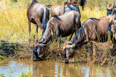 非洲肯尼亚马赛马拉角马迁徙途中饮水景象