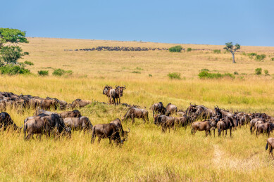 非洲肯尼亚马赛马拉草原角马迁徙的壮丽景象