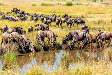 非洲肯尼亚马赛马拉角马迁徙途中饮水景象