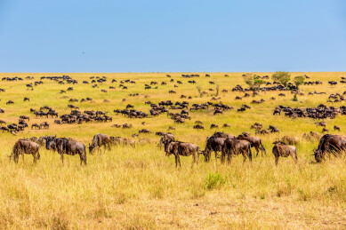 非洲肯尼亚马赛马拉草原角马迁徙的壮丽景象