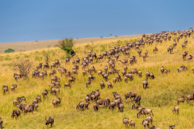 非洲肯尼亚马赛马拉草原角马迁徙的壮丽景象