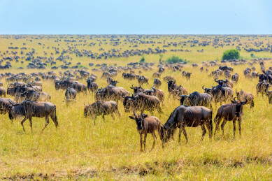 非洲肯尼亚马赛马拉草原角马迁徙的壮丽景象