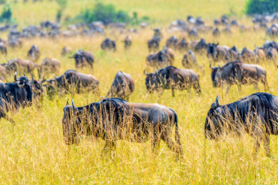 非洲肯尼亚马赛马拉草原角马迁徙的壮丽景象