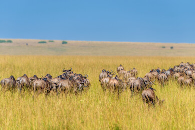非洲肯尼亚马赛马拉草原角马迁徙的壮丽景象