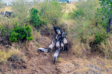 非洲肯尼亚马赛马拉角马过河的景象