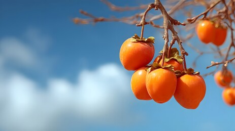 柿子树上的果实