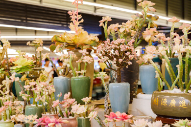 云南昆明斗南花市