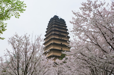 西安博物院古老的小雁塔下春天盛开白色樱花