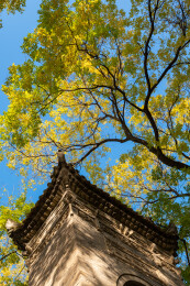 西安博物院小雁塔遗址古老的石碑和参天古树