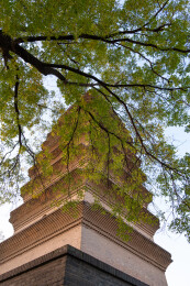 西安博物院古老的小雁塔与参天古树