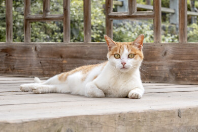 一只趴着的乖巧小猫