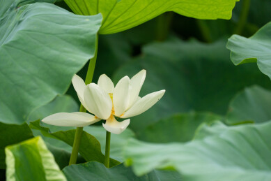 白睡莲睡莲花 