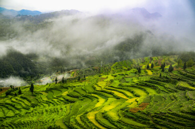 云端梯田，丰景迷人
