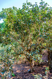 中国云南普洱澜沧县景迈山大平掌古茶林