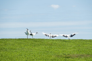 齐齐哈尔市扎龙生态旅游区丹顶鹤