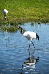 齐齐哈尔市扎龙生态旅游区丹顶鹤