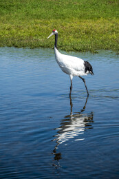 齐齐哈尔市扎龙生态旅游区丹顶鹤
