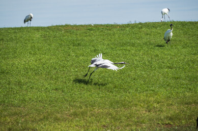 齐齐哈尔市扎龙生态旅游区丹顶鹤
