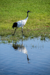 齐齐哈尔市扎龙生态旅游区丹顶鹤