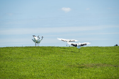 齐齐哈尔市扎龙生态旅游区丹顶鹤