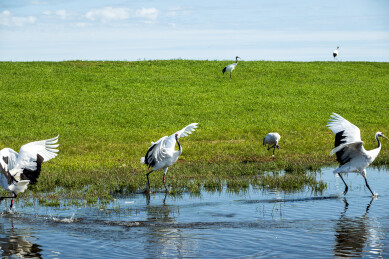 齐齐哈尔市扎龙生态旅游区丹顶鹤